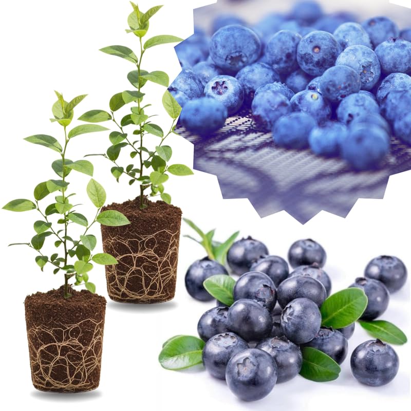 2 Southern Highbush Blueberry Plants Live for Outdoor Growing, Biloxi Blueberry Trees Live Plants, Blueberries Bushes, Hardy and High Yield Seedlings, Starter 4 to 7", No Pot