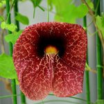 2 Dutchman Pipe Climbing Vines Plants Live, Rare Ornamental Vine, Hardy Tropical Foliage Flowers, 6 Months Old Plants