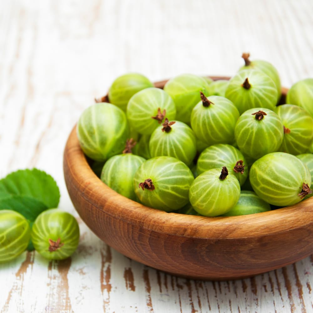 Gooseberry Plant Live for Planting, Gooseberry Bushes Live Plant, 5 to 10 Inc Tall (Green)