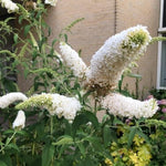AVERAR 6 Months Old White Butterfly Bush Live Plant, Butterfly Bushes Ready to Plant Outdoor, Buddleia Plant Bush Shrub 5-7 Inches Tall, No Pot