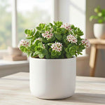 Crassula Live Plant, Crassula Live Succulent Plant, Pink Flower, 2 Inch Pot for Indoor Houseplant