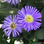 3 Asters Perennial Live Plants, Purple Aster Plants Live for Growing Outdoors Indoors, 4 to 6 Inc Tall Seedling