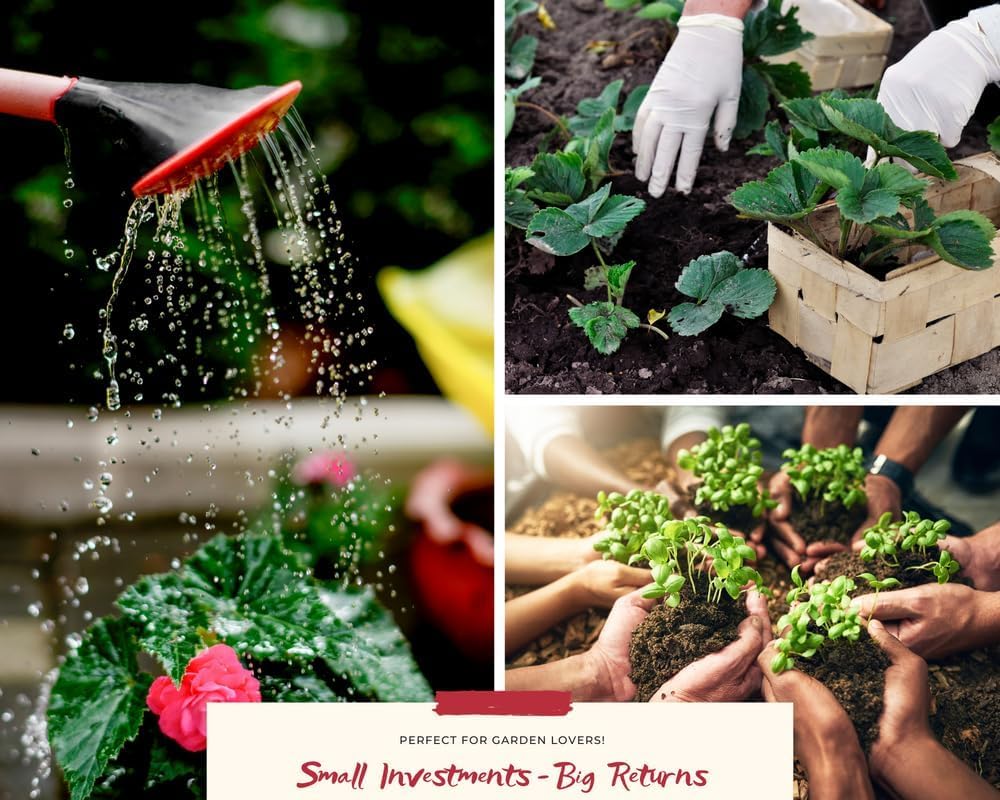 2 Plectranthus Swedish Ivy Plants Live to Grow, in 4 Inch Pots, Swedish Ivy Mint Starter Plants, 4-6" Tall (Green Swedish Ivy)