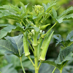 Okra Vegetable Plants Live, 3–5 Inch Tall, Green Okra Plants for Backyard Garden, Seedlings Grow Indoor Outdoor