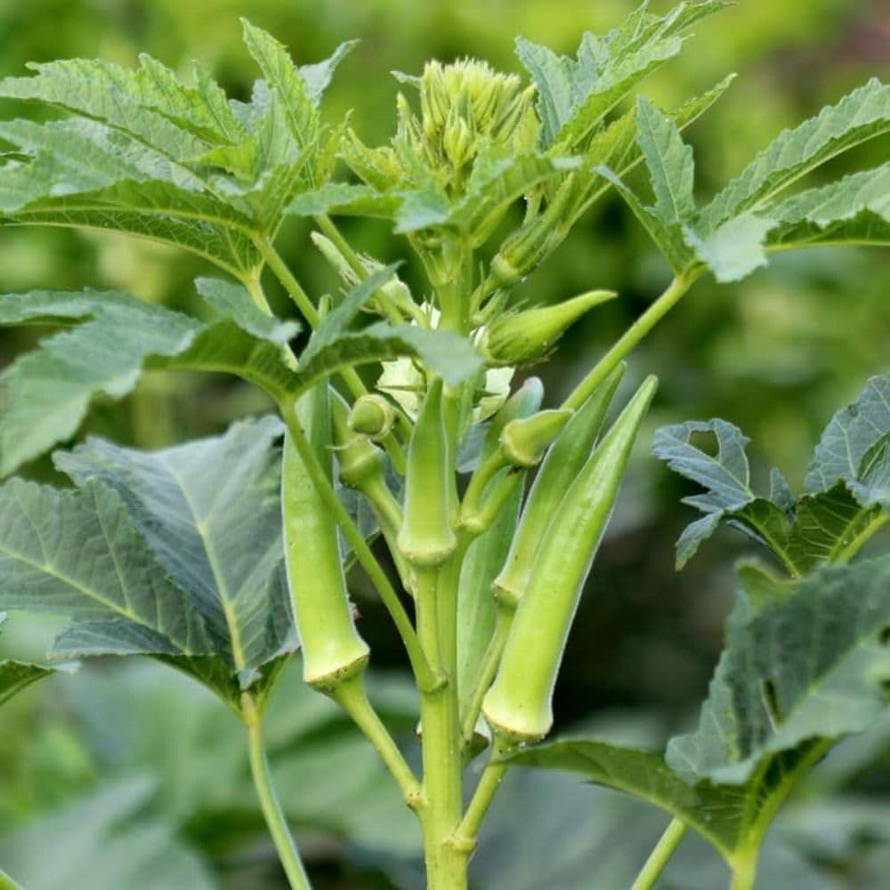 Okra Vegetable Plants Live, 3–5 Inch Tall, Green Okra Plants for Backyard Garden, Seedlings Grow Indoor Outdoor