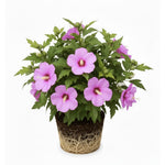 Live Rose of Sharon Plant 6-13" Tall, Althea Hibiscus Bush Well Rooted, Hardy Fragrant Hibiscus Syriacus Flowering Plant - Pink Blooms