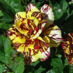Striped Yellow Climbing Rose Live Plant, 6 Months Old Starter, Fragrant Purple Climbing Roses for Planting Outdoor, No Pot