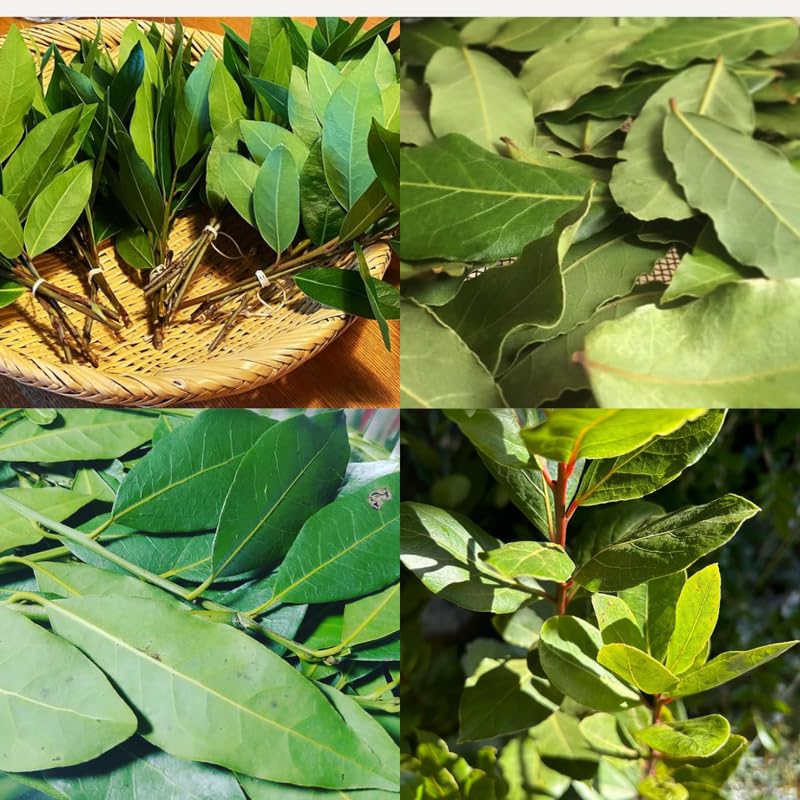 Live Bay Laurel Plant 4-8 Inch Tall, Fragrant Bay Leaf Tree Well Rooted, 8 Months Old Bay Leaves Plant