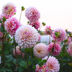 2 Dahlia Bulbs for Spring Planting, Dahlia Bulbs for Planting Indoor and Outdoor (Pink)