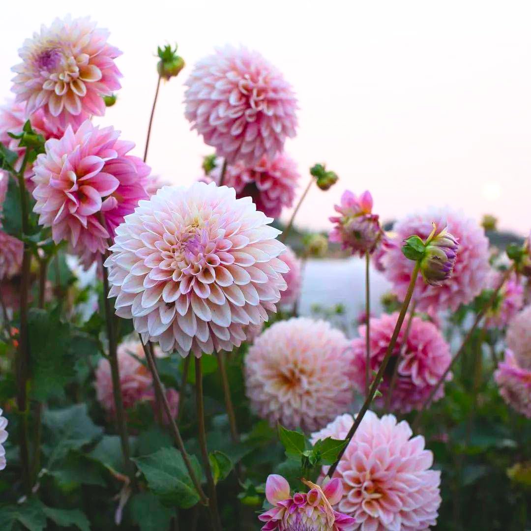 2 Dahlia Bulbs for Spring Planting, Dahlia Bulbs for Planting Indoor and Outdoor (Pink)