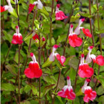 4 Fragrant Sage Salvia Live Plants, Planting in Spring Sage Plants Live, 5 to 10 Inches in Tall, Change Color (Hot Lips)