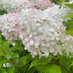 2 White to Pink Hydrangea Bushes Live Plants, Well Rooted, Dormant Hydrangea Tree Shrub 4-7 Inches for Planting