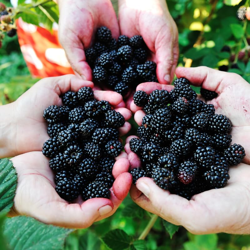2 Thornless BlackBerry Plants Live for Planting, BlackBerry Bushes Live Plants 5 to 8 Inc Tall, Blackberries Fruit (Triple Crown BlackBerry)