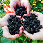 Set 4 BlackBerry Plants Live, Thornless BlackBerry Bushes Live Plant 5 to 10 Inches Tall, Sweet Blackberries Fruit Trees for Planting (Triple Crown BlackBerry)
