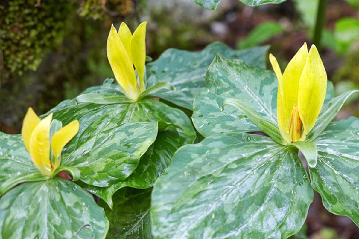 20 Trillium Roots, Mix Trillium Bulbs, Trillium Flower Bulbs, Yellow Red White Trillium Flower Bulbs for Gardening, Large Roots, Easy to Plant