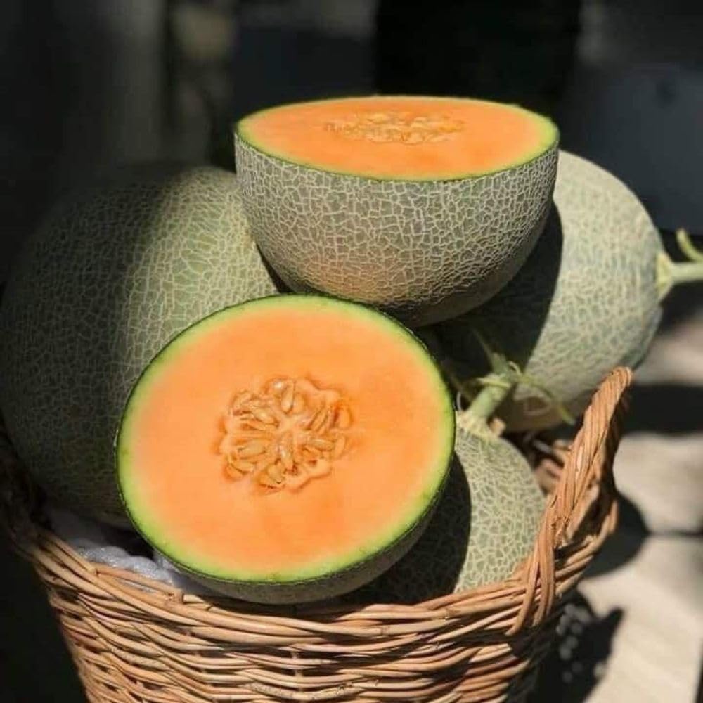 Sweet Melon Live Plant, 2 Plant Per Pot, 3–5 Inches Tall, Outdoor Melon Fruit Garden Starter Plant