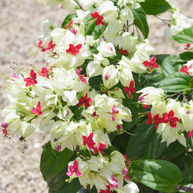 Set 2 White Bleeding Heart Vine Plants Live, Clerodendrum Live Plant, Bleeding Heart Live Plant - 6-8 Inch Plant, Long Blooming, Perennial