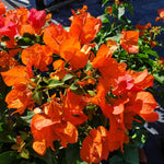 2 Orange Bougainvillea Plants Live, Flowering Bougainvillea Vine for Outdoor Garden or Trellis, 5-9 Inch Tall, Very Hardy