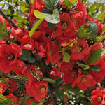 Red Quince Flowering Plant Live Shrub for Outdoor Garden and Landscaping, Quince Plant 3-6" Tall, Chaenomeles Japonica Bush Shrub for Planting 4 Inch Pot Plants