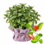 2 Strawberry Mint Plants Live Clumps Potted, Size 5-9" in Tall, Fresh Mints Herb for Indoor Outdoor Growing, Culinary Gardening, Cold Hardy and Fast-Growing