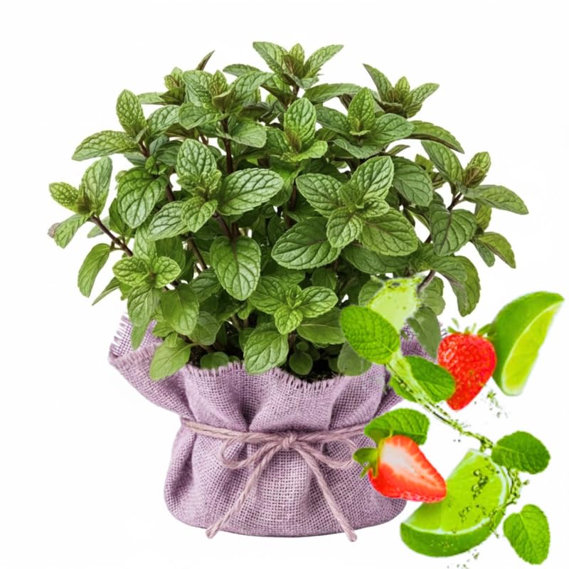 2 Strawberry Mint Plants Live Clumps Potted, Size 5-9" in Tall, Fresh Mints Herb for Indoor Outdoor Growing, Culinary Gardening, Cold Hardy and Fast-Growing