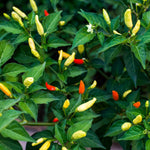 Hot Pepper Plants, 2 Pcs in Pot, Red Pepper Seedling, Pepper Plants Live for Planting, Ready for Edible Gardening, Zones 9 to 11