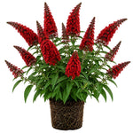 2 Red Butterfly Bush Plants Live, Vibrant Buddleia Plants 4-7 Inches, Colorful Flowering Shrub for Outdoor Garden