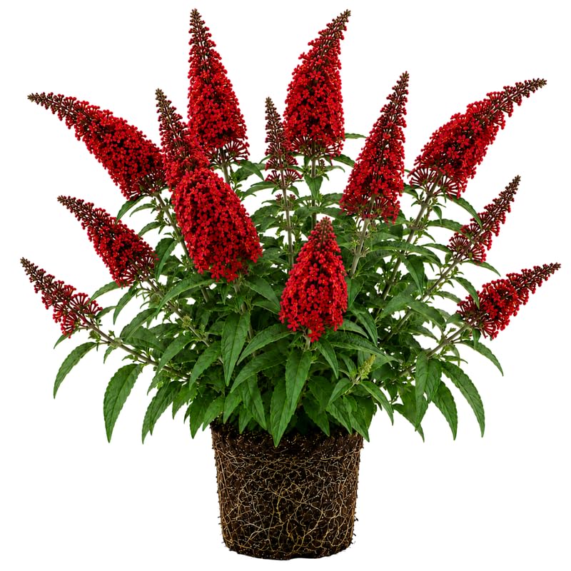 2 Red Butterfly Bush Plants Live, Vibrant Buddleia Plants 4-7 Inches, Colorful Flowering Shrub for Outdoor Garden