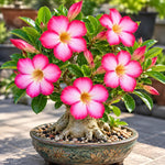 Pink Desert Rose Live Plant, Adenium Succulent, 4-6" Tall