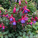 Set 2 Purple Fuchsia Plants Live 2-5 Inches Tall, Colorful Hanging Flower Plants for Patio, Garden and Containers
