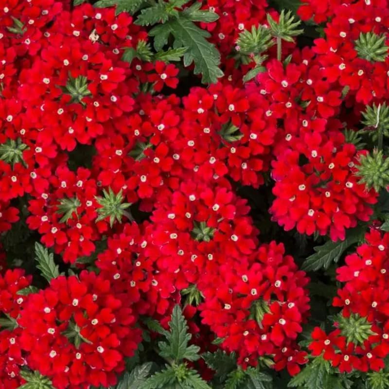 Sets 4 Perennial Verbena Live Plants Ground Cover or Trailing Plugs, Red Bloom, Outdoor Planting Spring