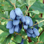 Blue Honeyberry Plant, Perennial Sweet Berry Bush, Size 6-8 Inch Tall Cold-Hardy Blue Honeyberry Bush, 1 Year Old Haskap Plant