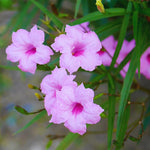 Set 6 of Pink Mexican Petunia Live Plants, Petunia Flower Plants Live from 4 Inc Tall, Shrub Plant