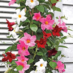 4 Mix Mandevilla Plants Live, Trailing Mandevilla Vine for Outdoor Planting, 4-6 Inch Tall Live Flowering Vine for Trellis or Containers