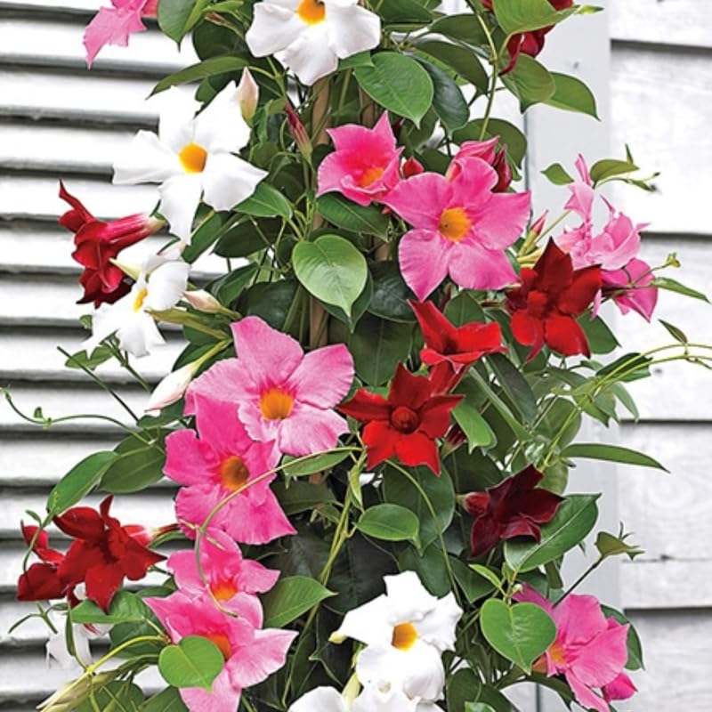4 Mix Mandevilla Plants, Flowering Mandevilla Vine, 4-6” Tall,Trailing Outdoor Plant for Trellises, Hanging Baskets, or Pots