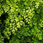 Fern Plant Live, 3.5 Inc Potted, Live Maidenhair Fern Plant, Fern Plant Pot, Fern Plant Live Indoor Outdoor