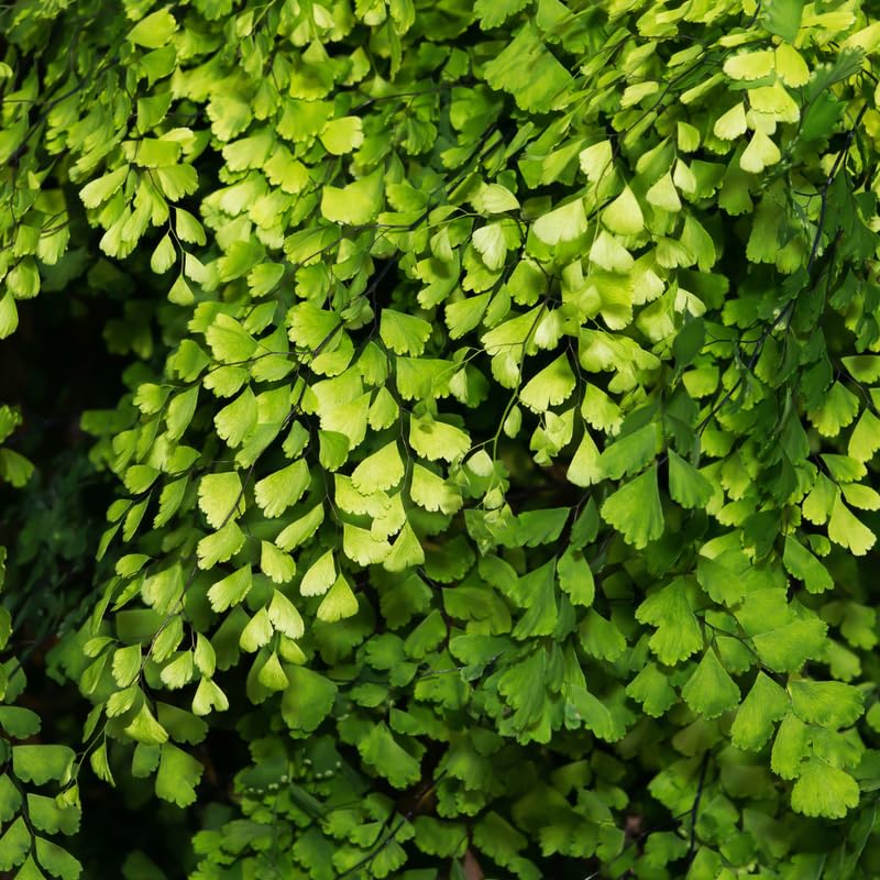 Maidenhair Fern Plant Live, Live Fern Plant, 3.5 Inc Potted, Fern Plant Pot, Fern Plant Live for Gardening Outdoor Indoor