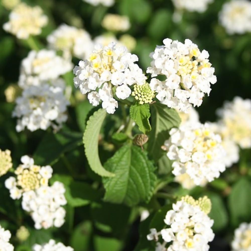 2 Trailing Lantana Plants Live for Planting Indoor Outdoor, 4-8 Inch Tall, Butterfly Fragrant Lantana Flowers Perennial to Grow, No Pot (White Lantana)
