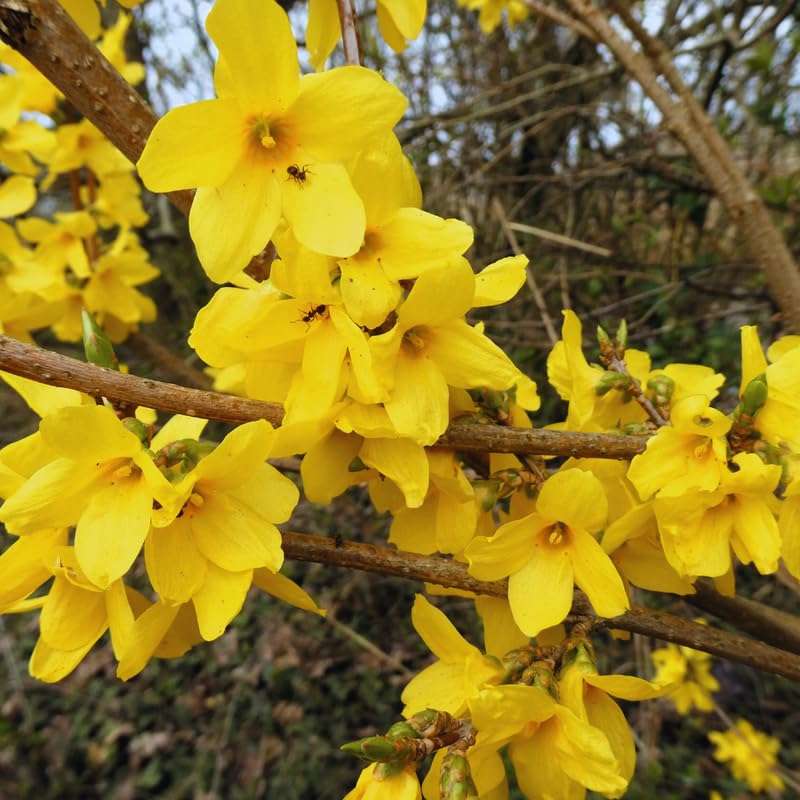 Forsythia Plant Live, 6 to 12 Inches, Lynwood Gold Forsythia Bush Live Plant for Gardening Outdoor