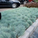 Set of 2 Blue Fescue Grass Live Plants in 4 Inches Pot, 2 Plants Per Pot Oramental Grass for Gardening Lawn Patio