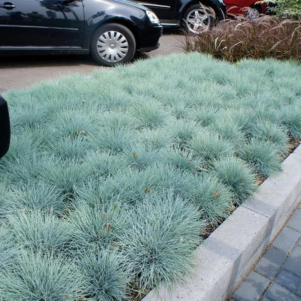 Set of 2 Blue Fescue Grass Live Plants in 4 Inches Pot, 2 Plants Per Pot Oramental Grass for Gardening Lawn Patio