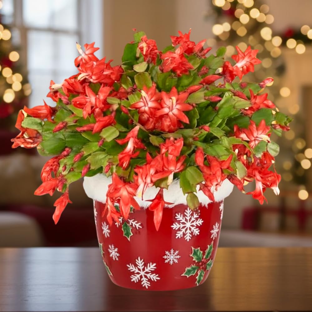 Christmas Cactus Plant, Thanksgiving Cactus in 4” Pot, Colorful Holiday Blooms, Indoor Gardens Growing (Red Christmas Cactus)