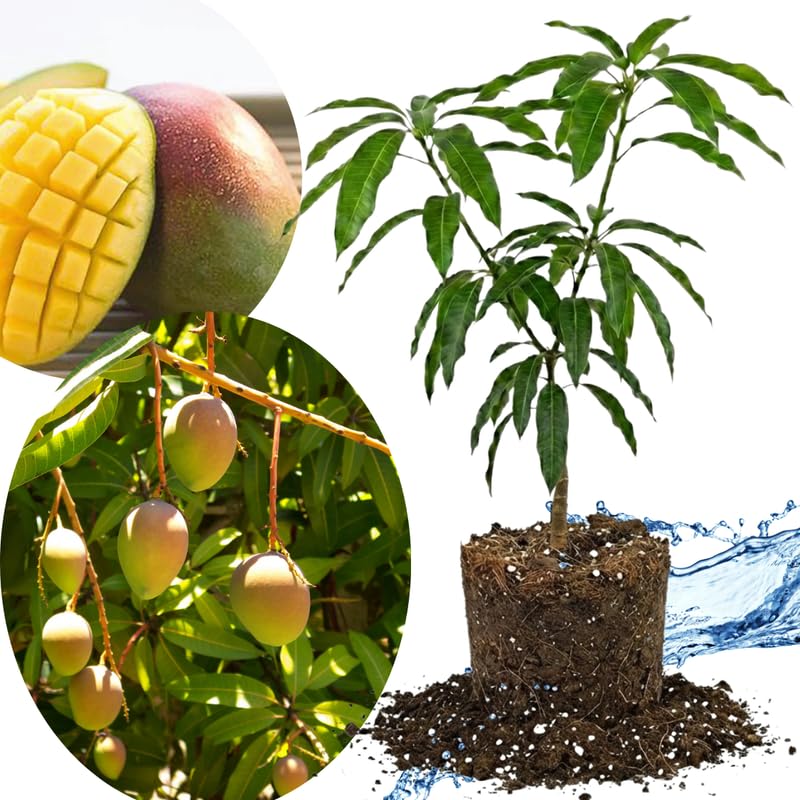 Carrie Mango Tree Live Plant Grafted, 14 to 18 Inches Tall in Pot, Ready to Bear Fruit in 1 Year, Sweet Mango Tree for Planting
