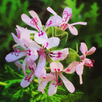 2 Live Citronella Plants, Citronella Plants Live for Garden, 4 to 6 Inches Tall, Citronella Live Plants