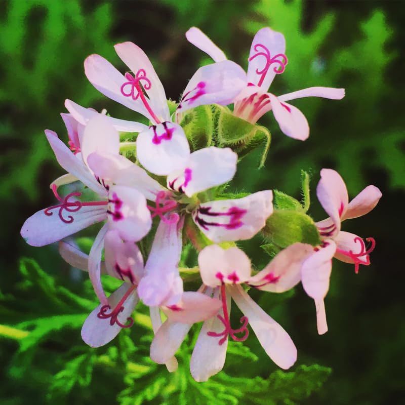 4 Live Citronella Plants, Citronella Plants Live for Garden Patio, 4 to 6 Inches Tall, Citronella Starter Plant