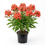 Phlox Plant, Orange Phlox Plant in Plug, 2-3 Inches Tall, Hardy Perennial Flower for Outdoor Garden