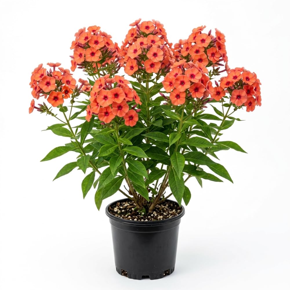Phlox Plant, Orange Phlox Plant in Plug, 2-3 Inches Tall, Hardy Perennial Flower for Outdoor Garden