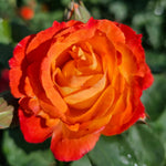 Climbing Rose Live Plant, 6 Months Old Starter, Fragrant Purple Climbing Roses for Planting Outdoor, No Pot (Orange)