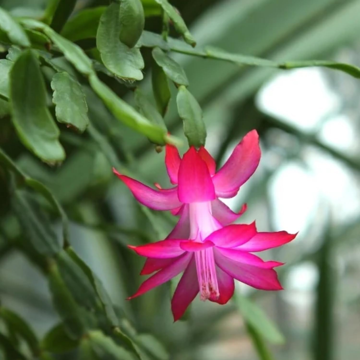 Pink True Christmas Cactus Plant, 4 Inch Pot Holiday Succulent, Rare Perennial Pink Christmas Cactus Live Plant, 4 to 6 Inch Tall Flower Plants for Indoor Garden, Hanging Basket, No Pot