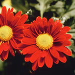 2 Red Mums Plants Live, Chrysanthemum Plants Live, 5 to 6 Inc Tall, Chrysanthemum Flower Live Plant Gardening Indoor Outdoor Mum Live Plant